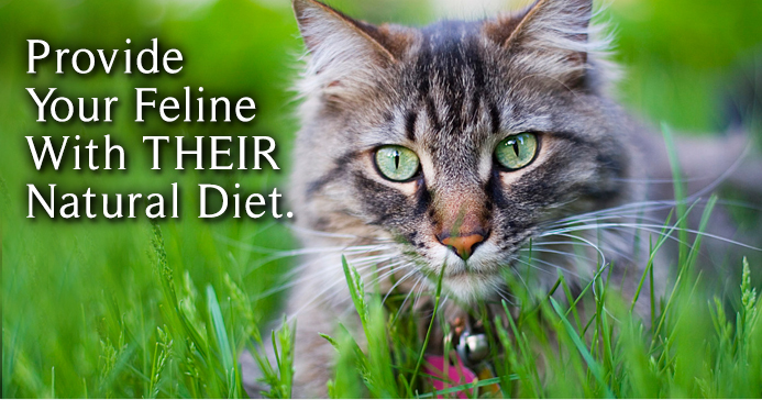 Provide Your Feline with Their Natural Diet - Raw Cat Food